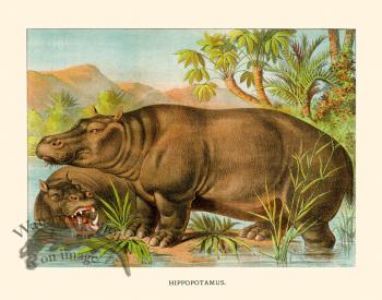 CP 18 Hippo